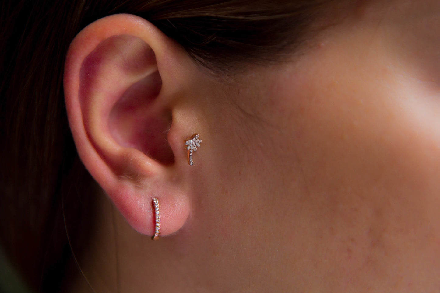 Palmiye Tragus